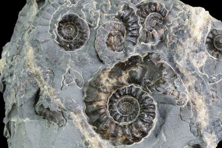 Ammonite (Promicroceras) Cluster - Somerset, England #86230